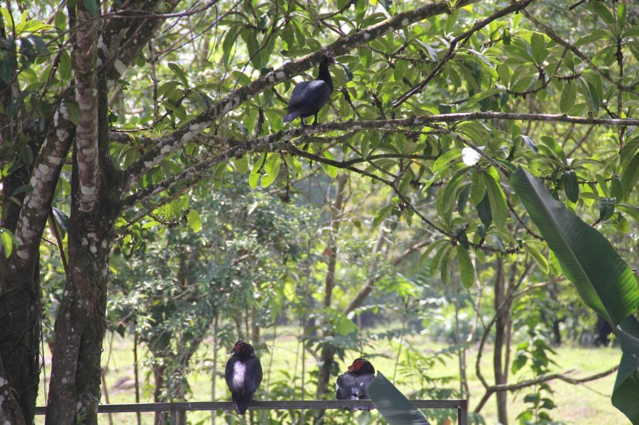 Horquetas River Lodge Sarapiquí Екстериор снимка