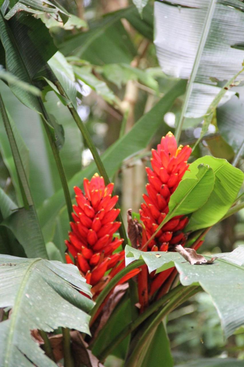 Horquetas River Lodge Sarapiquí Екстериор снимка